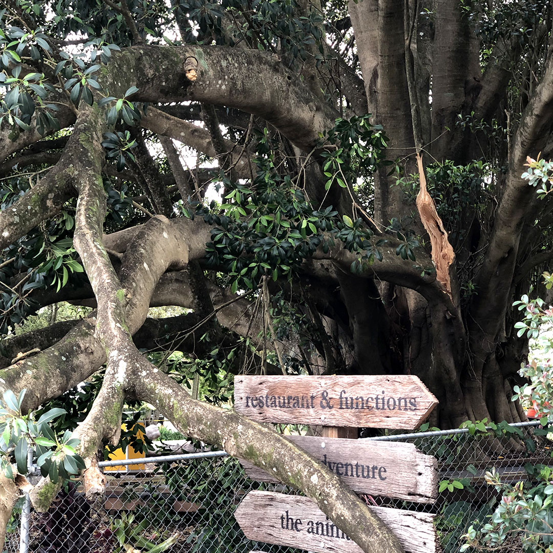 Sad news from Summerland Farm. Due to a fungal infection, branches of our giant Fig Tree broke off and caused substantial damage to the boardwalk. Thankfully no one was hurt! See our media release at bit.ly/fig-tree-incid…