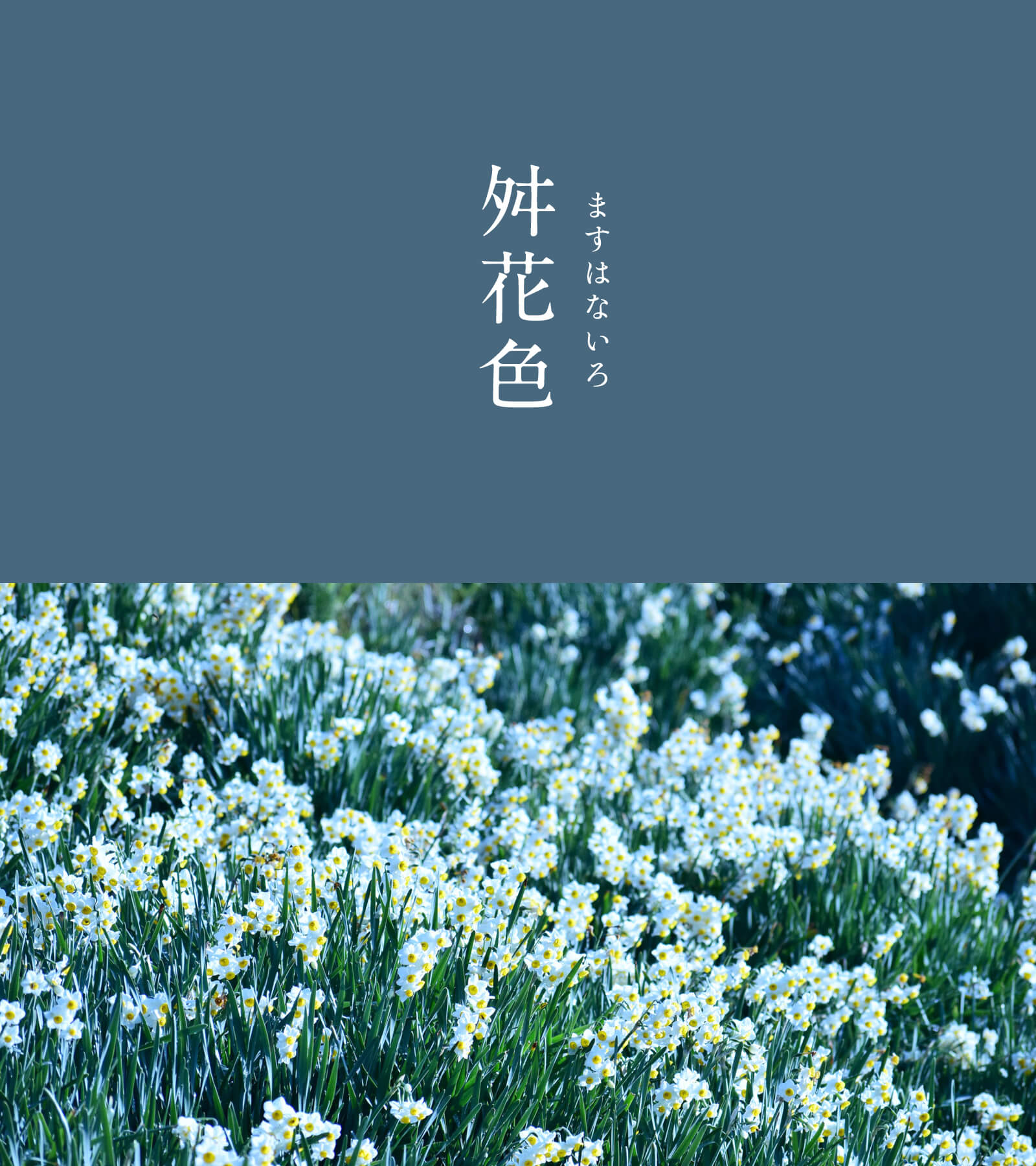 暦生活 舛花色 ますはないろ にっぽんのいろ 歌舞伎役者の五代目市川団十郎が好んで用いた色 舛 は市川家の家紋 三舛 みます に由来し 花 は色のベースとなっている縹 はなだ 色を指しています 12月のにっぽんのいろをまとめました