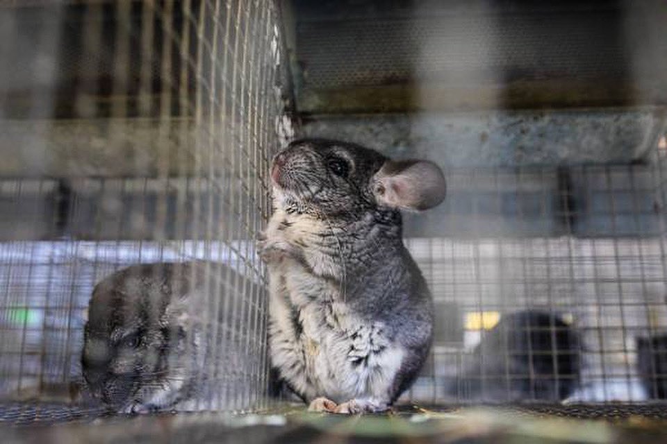 We applaud BC’s Public Health &amp; <a href="/lanapopham/">Lana Popham</a> for taking action regarding the risks posed by mink fur farms; however, we’re still calling on the government to acknowledge &amp; address the environmental, economic, health and welfare issues associated with ALL fur farms.

#BanFurFarmsBC