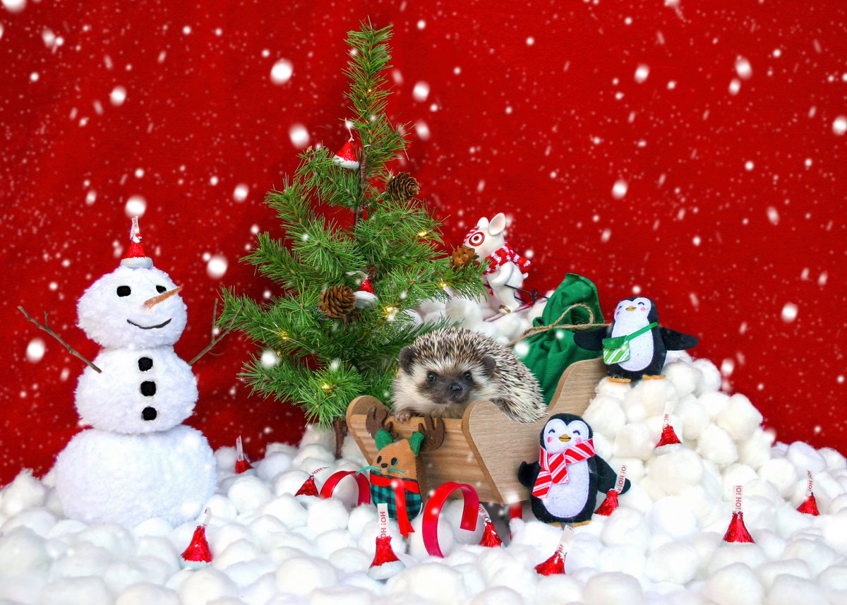 suchchinchilla's tweet photo. Merry Christmas and happy new year from Hershey and me! #hedgehog #Christmas https://t.co/eIIHkIayjl