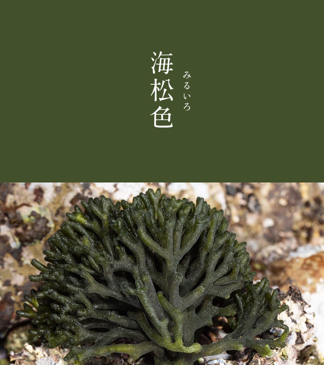 海松色（みるいろ）｜#にっぽんのいろ 海の浅瀬に生える海藻「海松 