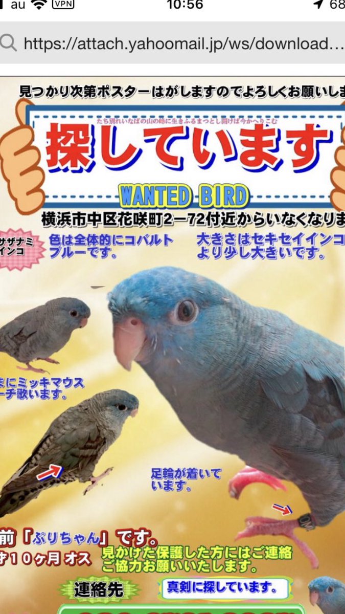VqLZGjIif0D9Elp's tweet photo. 今���浜着きました！
これからペット探偵の方と合流してさらに捜索します！
ペット探偵の方が撒いてくれているチラシです！
＃サザナミインコ迷子
＃横浜市西区平沼
＃目撃情報お待ちしてます
＃インコ迷子
＃インコ保護
＃迷子チラシ https://t.co/KTw2rqxjrT