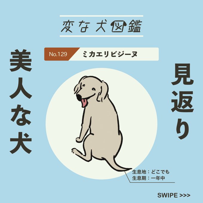 【変な犬図鑑】
No.129 ミカエリビジーヌ
見返り美人みたいになっているあの犬。 