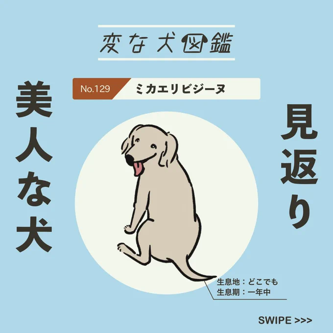 【変な犬図鑑】
No.129 ミカエリビジーヌ
見返り美人みたいになっているあの犬。 