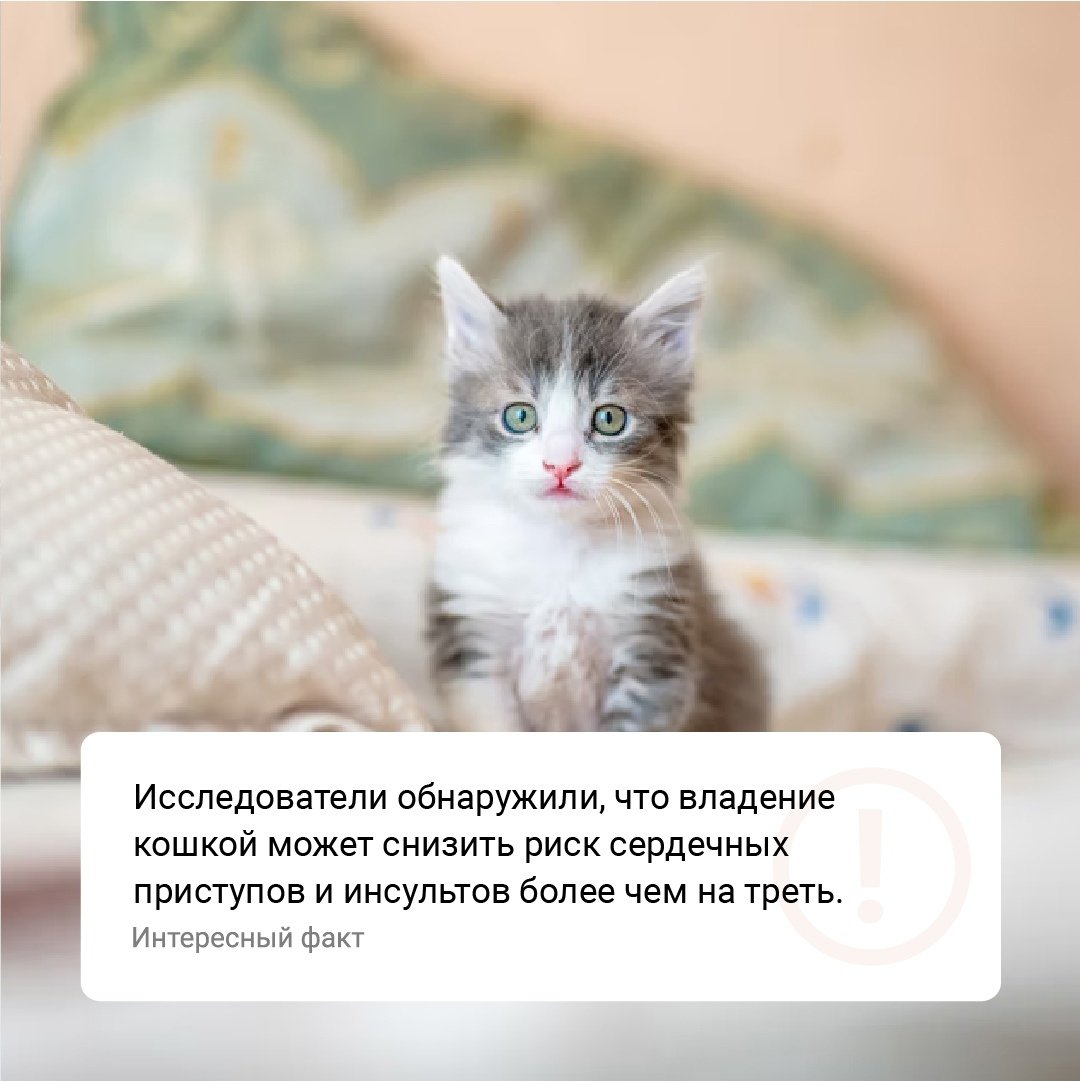 ivhelix's tweet photo. #этоинтересно #факт #interesting #fact #иваново #котики https://t.co/wPIregDY2X