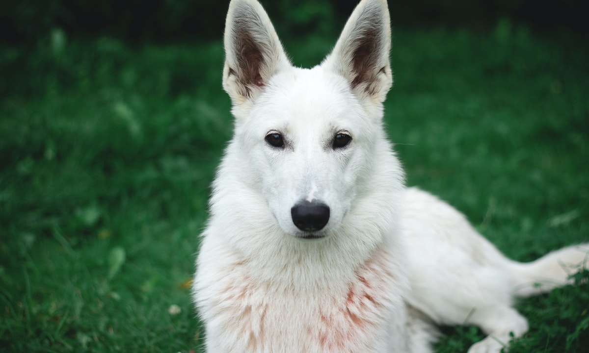 Almanimalcom's tweet photo. El pastor alemán blanco, cuyo nombre correcto es pastor blanco suizo, es una raza de perro que se originó en la década de 1880, originaria de Estados Unidos y Canadá, pero criada en Alemania y Suiza. No fue sino hasta 2011 cuando a esta raza se le

https://t.co/O0jR3IVYLW https://t.co/Opq6JqdmG5