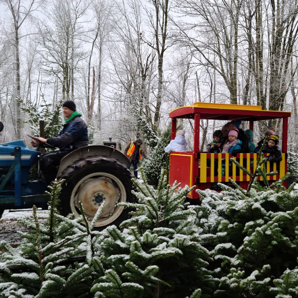 redtreesfarm's tweet photo. Our opening weekend feels like a dream. Old friends, new friends, trolley rides, hot chocolate, &amp; most importantly, Christmas trees. Create a new family memory by joining us for a Christmas Experience. #redtreesfarm #ChristmasExperience #fraservalleytreefarm https://t.co/5IldcMUClr