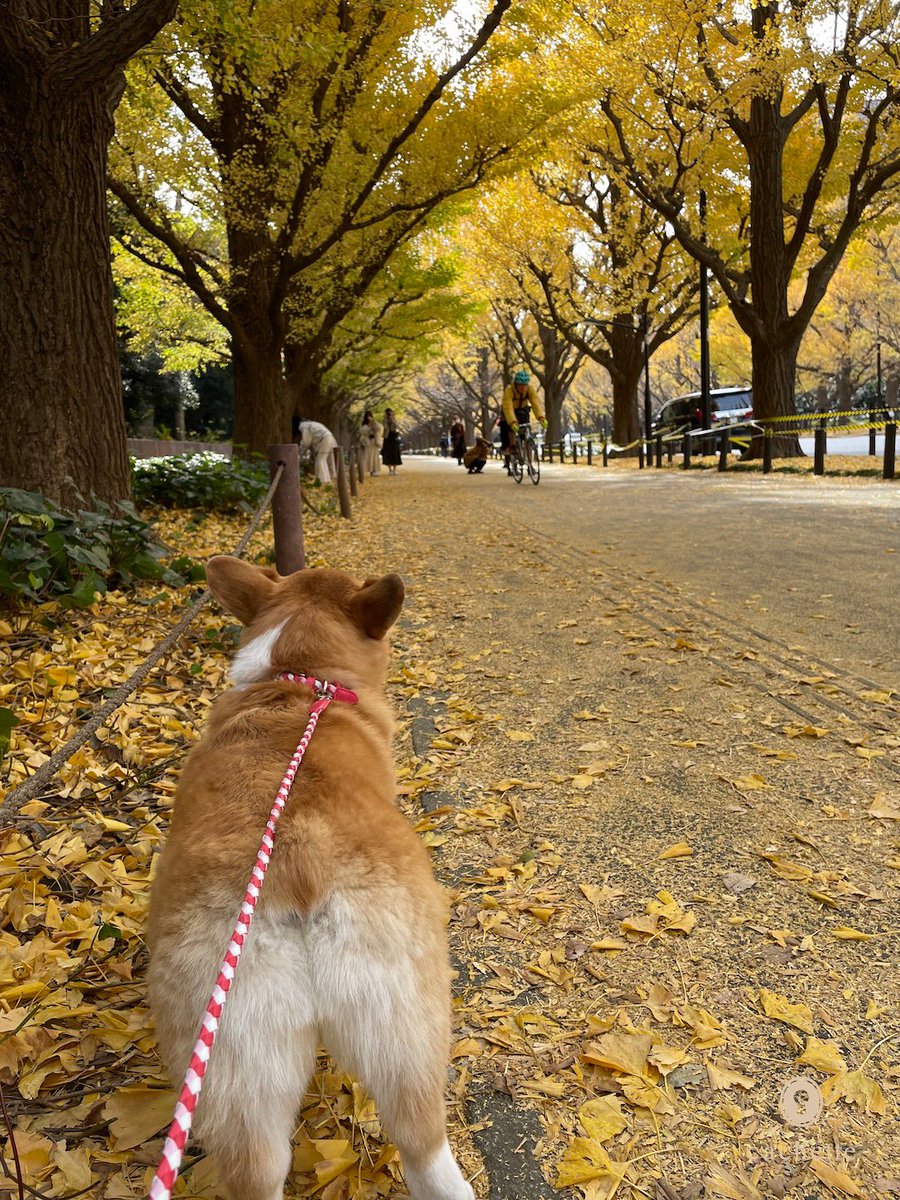 cachette_pet's tweet photo. 【Contributor's column🐶】
#加藤紫織さん と #タンタンちゃん の記事が更新されました🐾
紅葉が見頃の外苑銀杏並木で“朝んぽ”✨
https://t.co/Uaw63J0R2q
#cachettepet #dog #ContributorsColumn #lifestyle #コーギー #外苑 https://t.co/2mDzICdDzQ