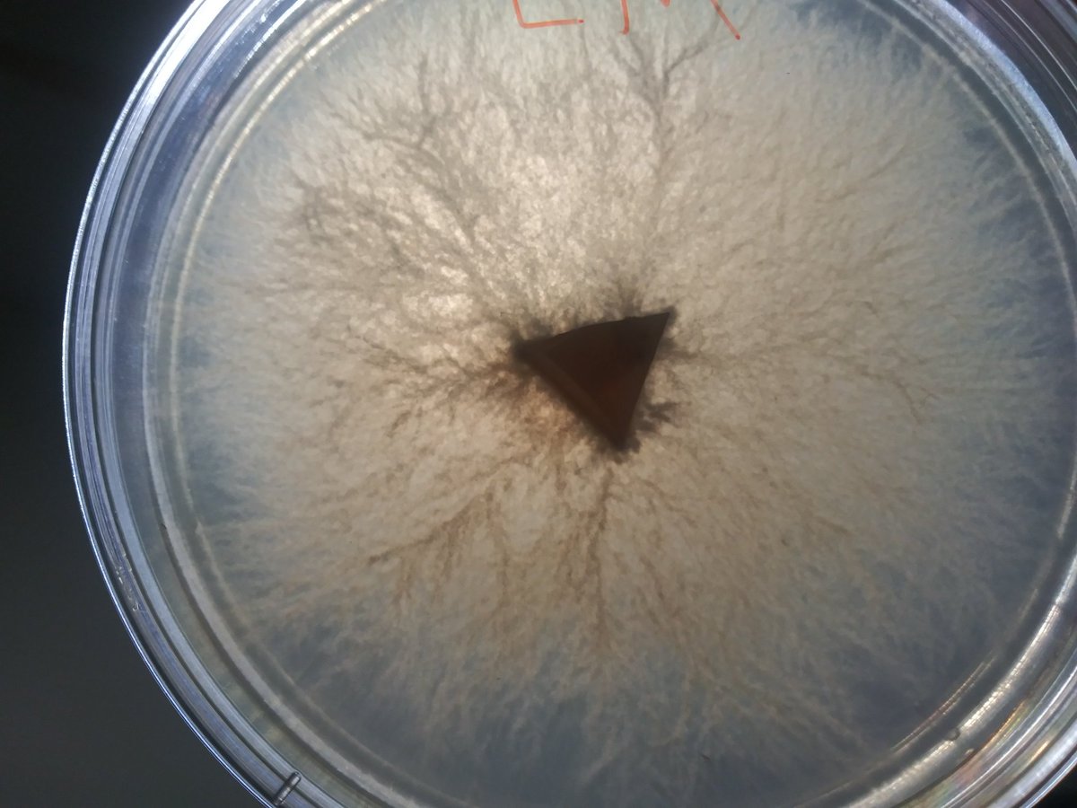 MushCult's tweet photo. Lion's Mane wedges #mycology #mushrooms #mushroomcultivation https://t.co/qbVenv2O6u