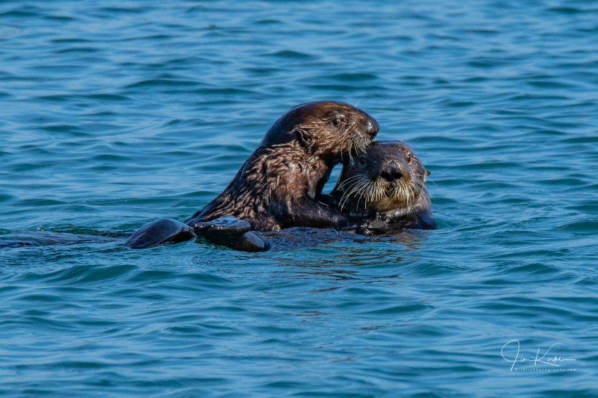 Went to hang out with the otters today in Elkhorn Slough and found this Mom and Pup😀😀 #PhotoOfTheDay #Wildlife #WildlifePhotography #Otter #SeaOtter #Otters #SeaOtters #ElkhornSlough #MossLanding #CentalCoast #MontereyBay #Wetlands #MarineMammals #ElkhornSlough #DailyPhoto