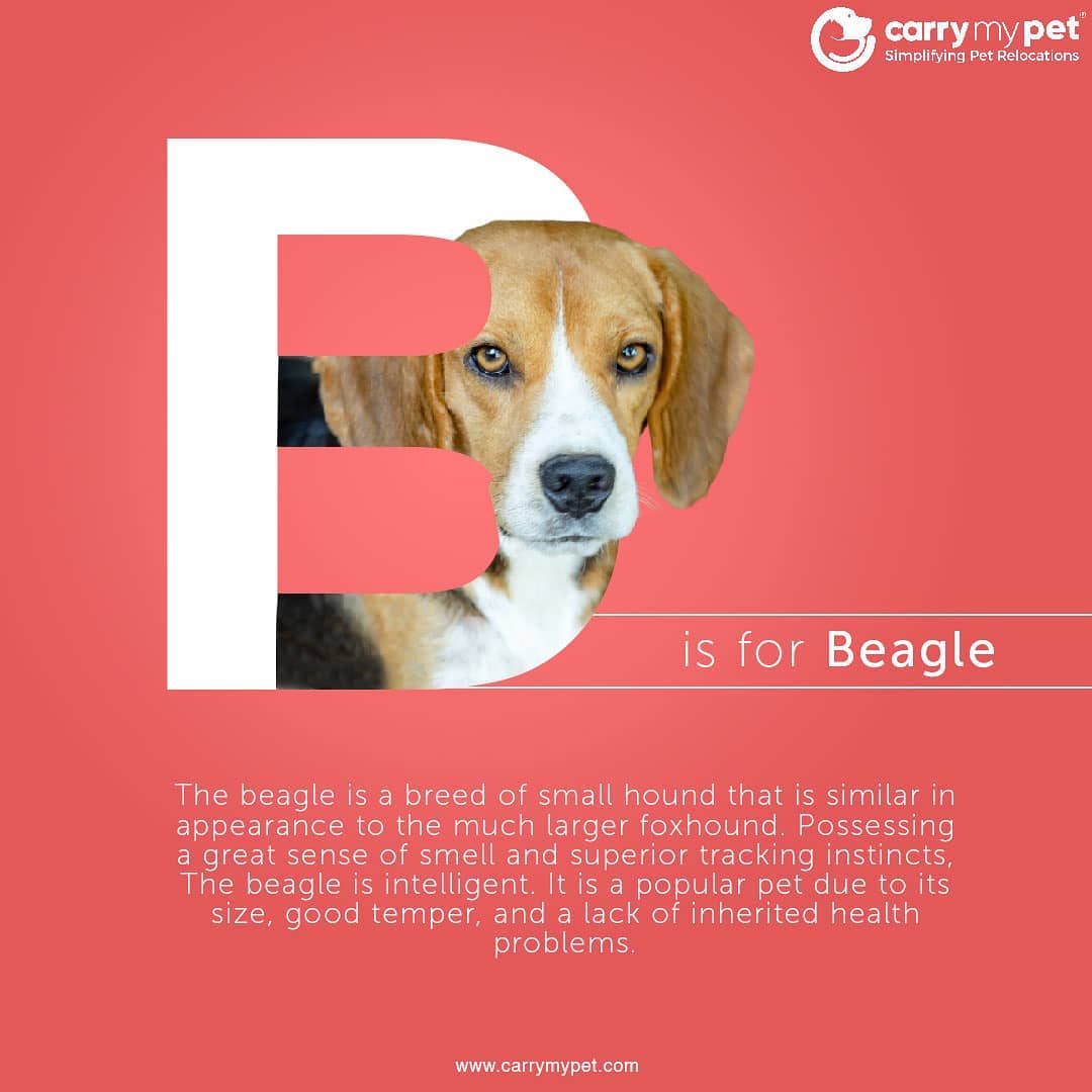 beagle health tracker