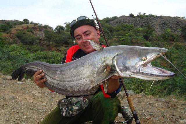 Varanussalvator's tweet photo. #FishABC: W is for Wallago attu, the Wallago or Helicopter Catfish. This large predatory silurid is widely distributed in South &amp; Southeast Asia, but may be extinct in Java.

📷: Shankar Balasubramanian, Vijay Anand Ismavel, Phanara Thach, Jean-Francois Helias https://t.co/oOnsVpQ509