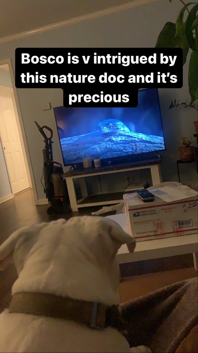 Is anything cuter than dogs watching nature documentaries?