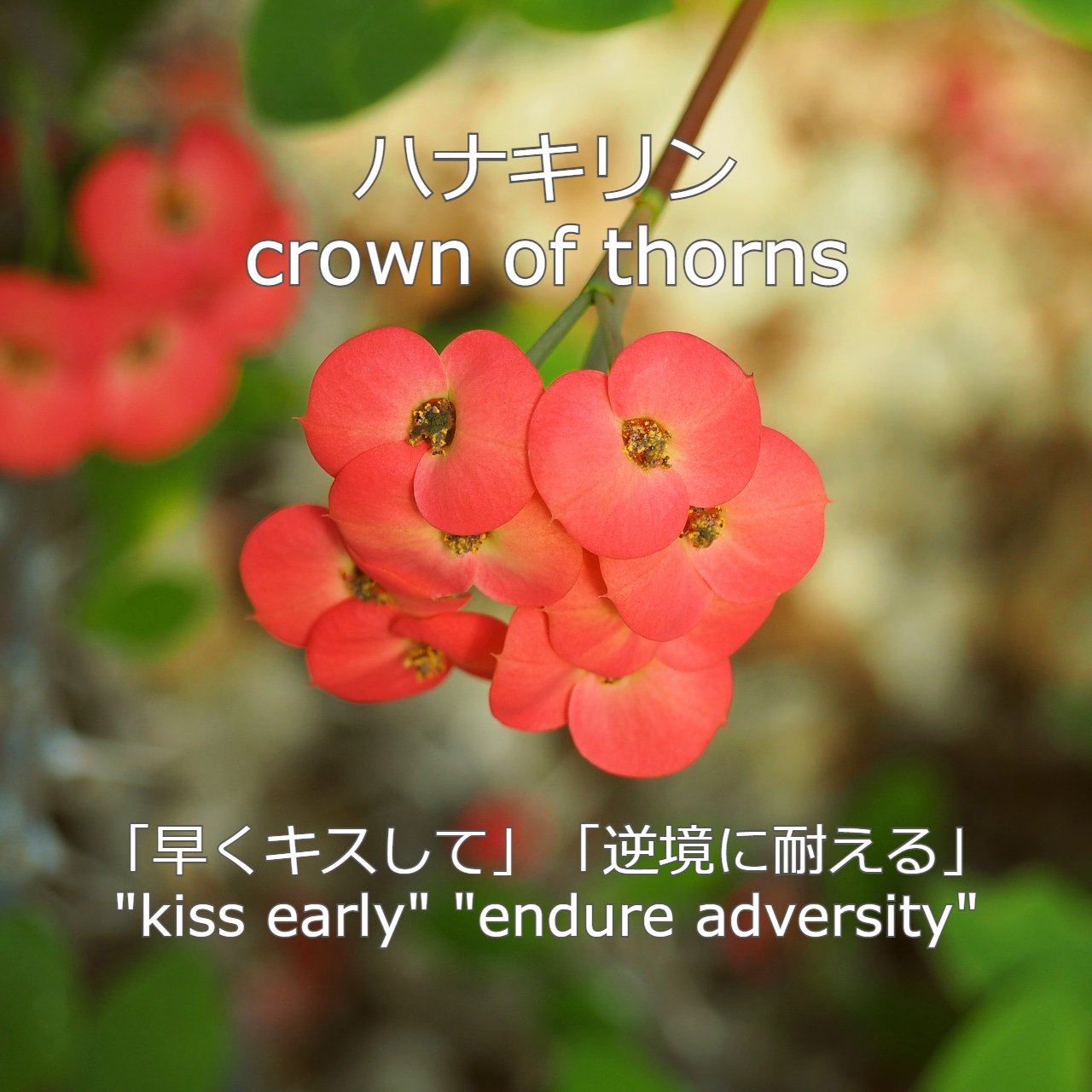 天使とらぞう 新しい朝が来た 本日 12月12日生まれ のあなた様 おめでとうございます あなたの 誕生花 は ハナキリン 花言葉 は 早くキスして 逆境に耐える 誕生色 は 鮭色 色言葉 は ユニーク 決断 積極 パーソナリティは 困難