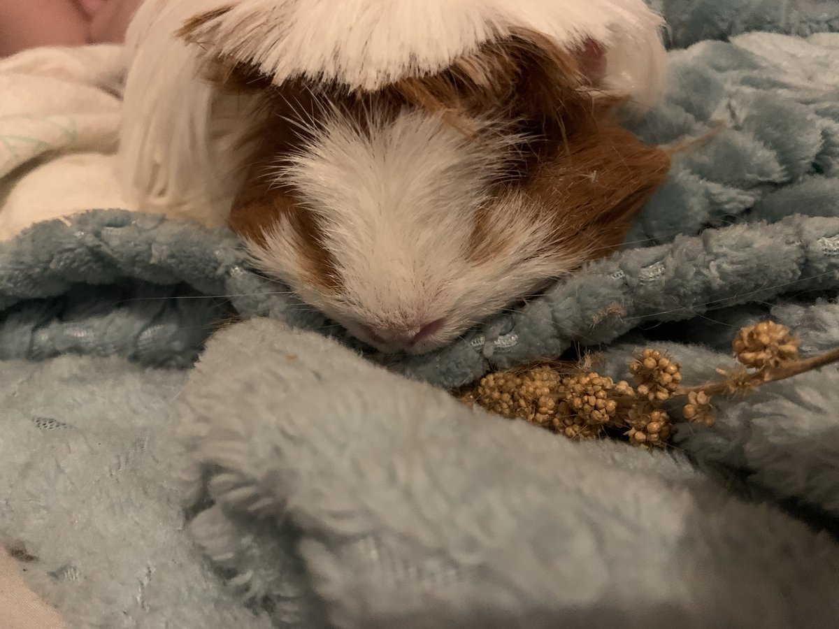 GuineaMysteries's tweet photo. When your mom cuts your fringe #guineapig #littlelad https://t.co/GSehloga6e