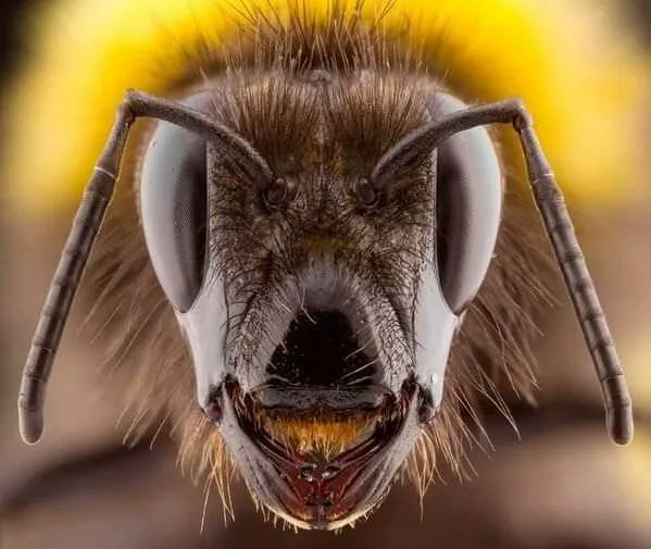 Astrovix1's tweet photo. High resolution photo of an actual bee. 🐝🐝 https://t.co/IYD8OR4CMQ