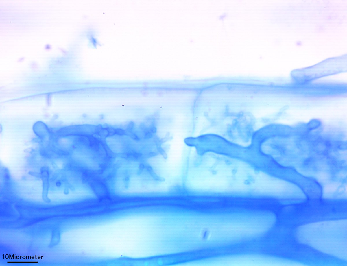 takeshi_sentoku's tweet photo. arbusculeのtrunkが細胞壁を突き抜けようとしているの図
#菌根菌 #mycorrhiza #arbuscule https://t.co/FMnkPhygVA