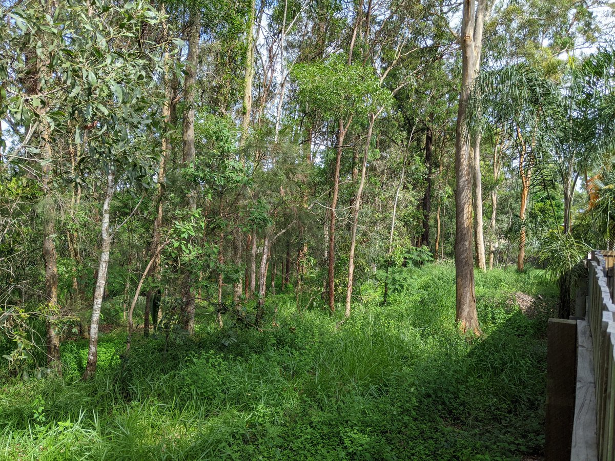 peterkmurphy's tweet photo. The totalitarian bushland of Brisbane, after heavy rainfall. Never visit here. #AustraliaHasFallen https://t.co/6oLaN1Yx7z