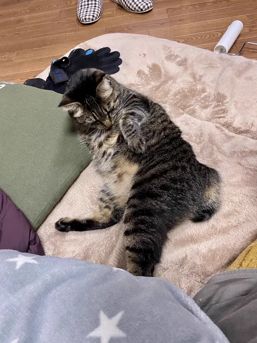 ねこのうまみがすごいねえ☺️ 