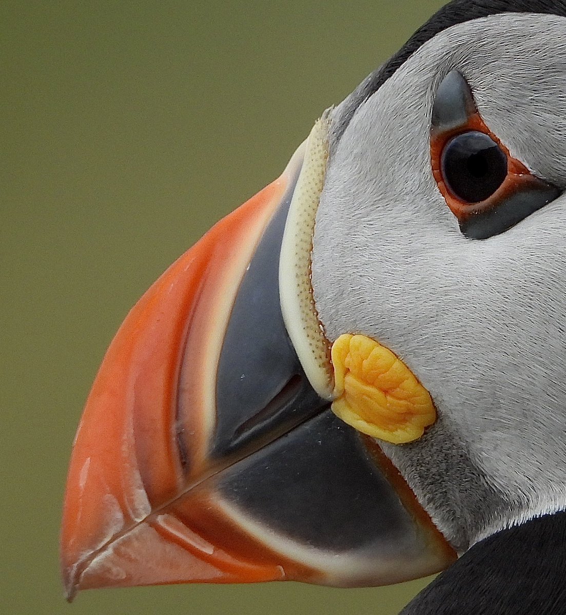 🖤❤️”Your Daily Plump of Puffin”❤️🤍

#nature #photography #birdtonic  #TwitterNatureCommunity #Puffins #Birds
