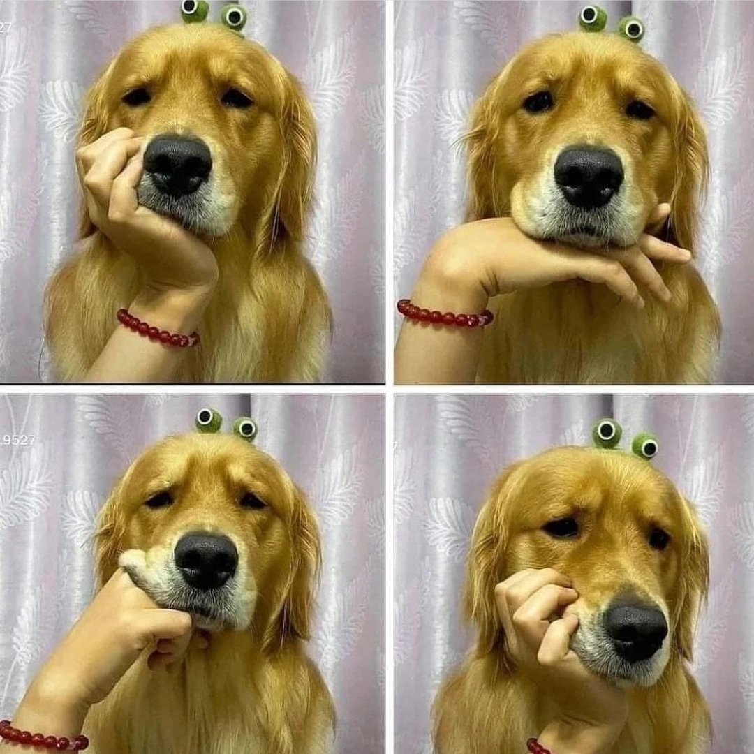 petofyindia's tweet photo. Meanwhile me: getting a lecture from mumma😎
.
follow ➡️ @petofyindia for more fun.
.
.
.
✅Credit: Unknown📷
.
#dogsofinstagramworld #dogsofinstagrams #dog #dogsofinstagram #instagood #dogstagram #dogs #doglover #winter #wintermood #mummy #dogsloversofinstagram https://t.co/syQVKxGp8b