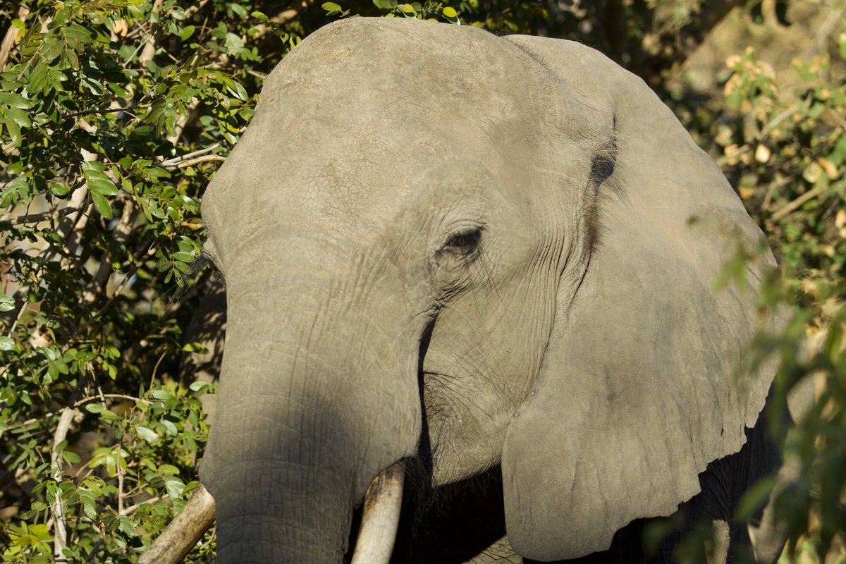 Political Rivalries Flare in #Botswana and Animals Pay the Price #elephants africanelephantjournal.com/political-riva…
