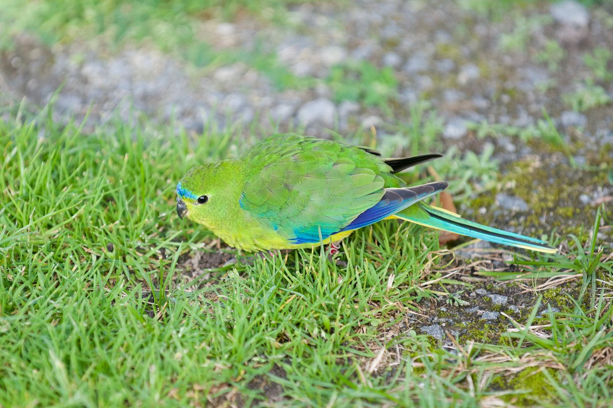 Mark Holdsworth OAM tweet media