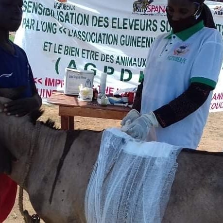 Every day, our team is confronted with the most critical and chronic #healthcareissues for #workinganimals in #Guinea. The #donkeys work under painful and horrible conditions resulting in more wounds and stress. Please help at liberiaanimalwelfaresociety.org
  #DonkeyHealth #OneHealth