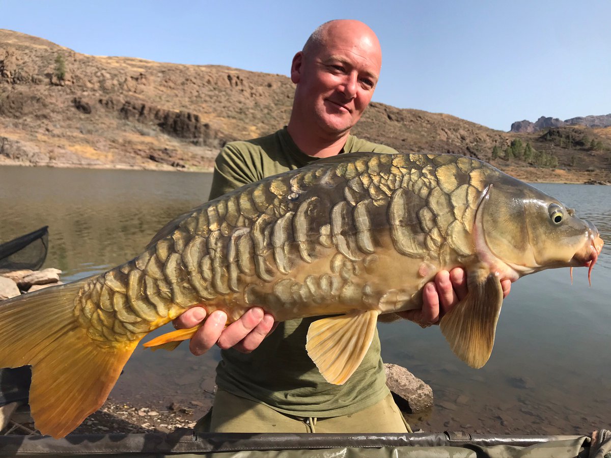 canarycarpfish's tweet photo. Gran Canaria for your all year holiday destination, mix it up carp fishing day trip and a visit the cocktail bars🤪#grancanaria #canaryislands #ukcarpangler #karpfen #karpengeln #mirrorcarp #commoncarp #allyearround https://t.co/41BPj3QRjc