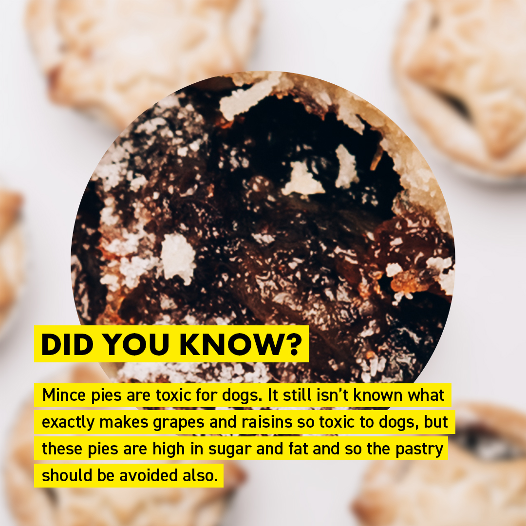 Chocolate, some nuts, sultanas and raisins in some of our favourite treats like mince pies can be toxic to dogs and cats. So be careful where you leave Santa’s snacks this year! 🎅🏼

That’s why we’re giving a pack of FREE Vegan Christmas Treats in every order right now!