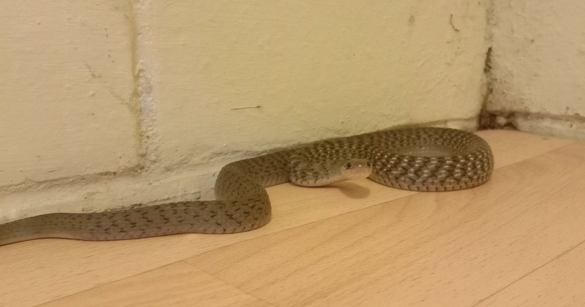 SnakeOutBris's tweet photo. Evening callout for this little #keelback aka Freshwater Snake (Tropidonophis mairii) in a client's house in Chapel Hill. These fantastic little snakes are non-venomous and capable of eating invasive cane toads! ๐๐ #wildoz #wildlife #nature #snakes #reptiles #freshwatersnake https://t.co/ZyLNShY4R0