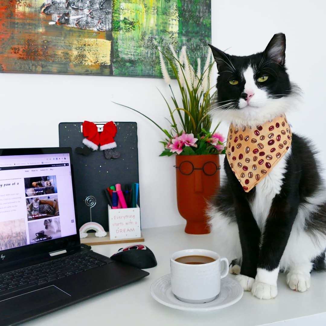 𝘛𝘰𝘰 𝘮𝘶𝘤𝘩 𝘔𝘰𝘯𝘥𝘢𝘺, 𝘯𝘰𝘵 𝘦𝘯𝘰𝘶𝘨𝘩 𝘤𝘰𝘧𝘧𝘦𝘦! ☕ #CatsofTwittter
#CatsOnTwitter Did you find your  #MondayMotivation?  #MondayMorning is for coffee! ☕🍵 #mondaythoughts #catsofinstagram ❤ #officecat