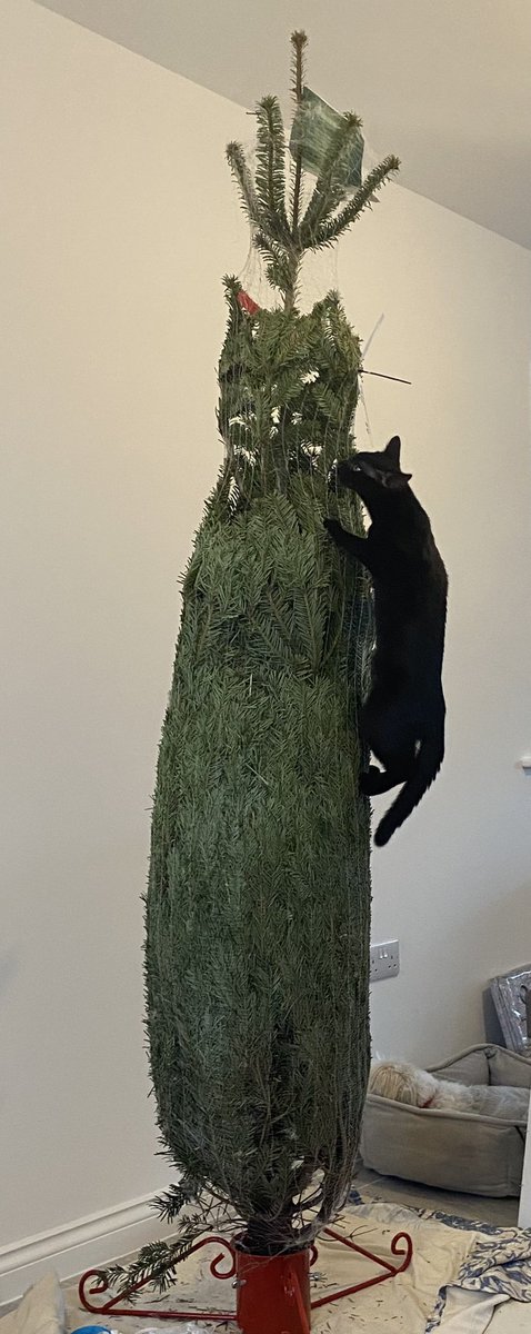 Not at all adhd related, well aside of the randomness. My cat climbing the Christmas tree (which also weirdly looks like a cat)      🎄🐈🎄