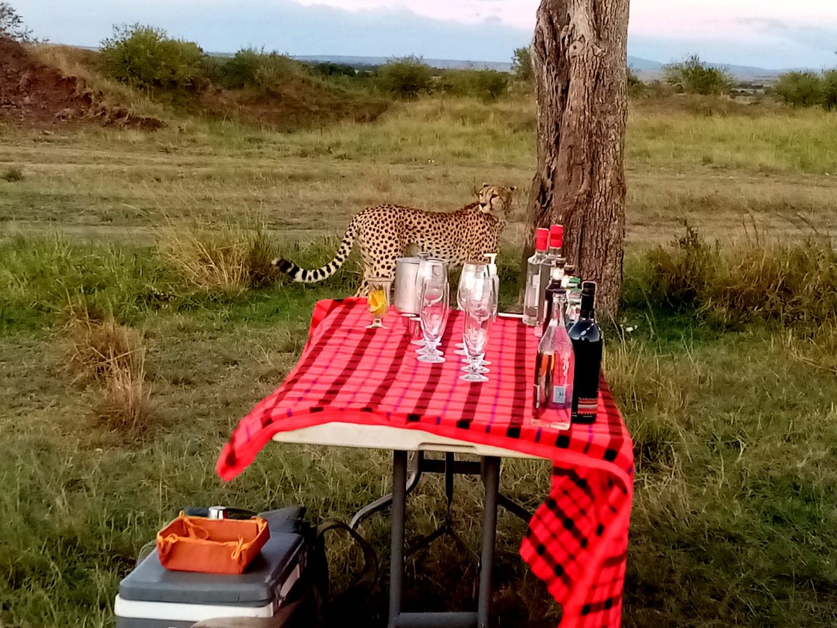 bush_wing's tweet photo. Indeed a lucky sun downer ! An unexpected and beautiful visitor ! π
For bookings pls e-mail us on reservations@marabushcamp.com
Or call: 0700141736
#PrivateWing #Marabushcamp #maasaimara #SunworldSafaris #cheetah #wildlifephotography https://t.co/XgnsMgHsKL