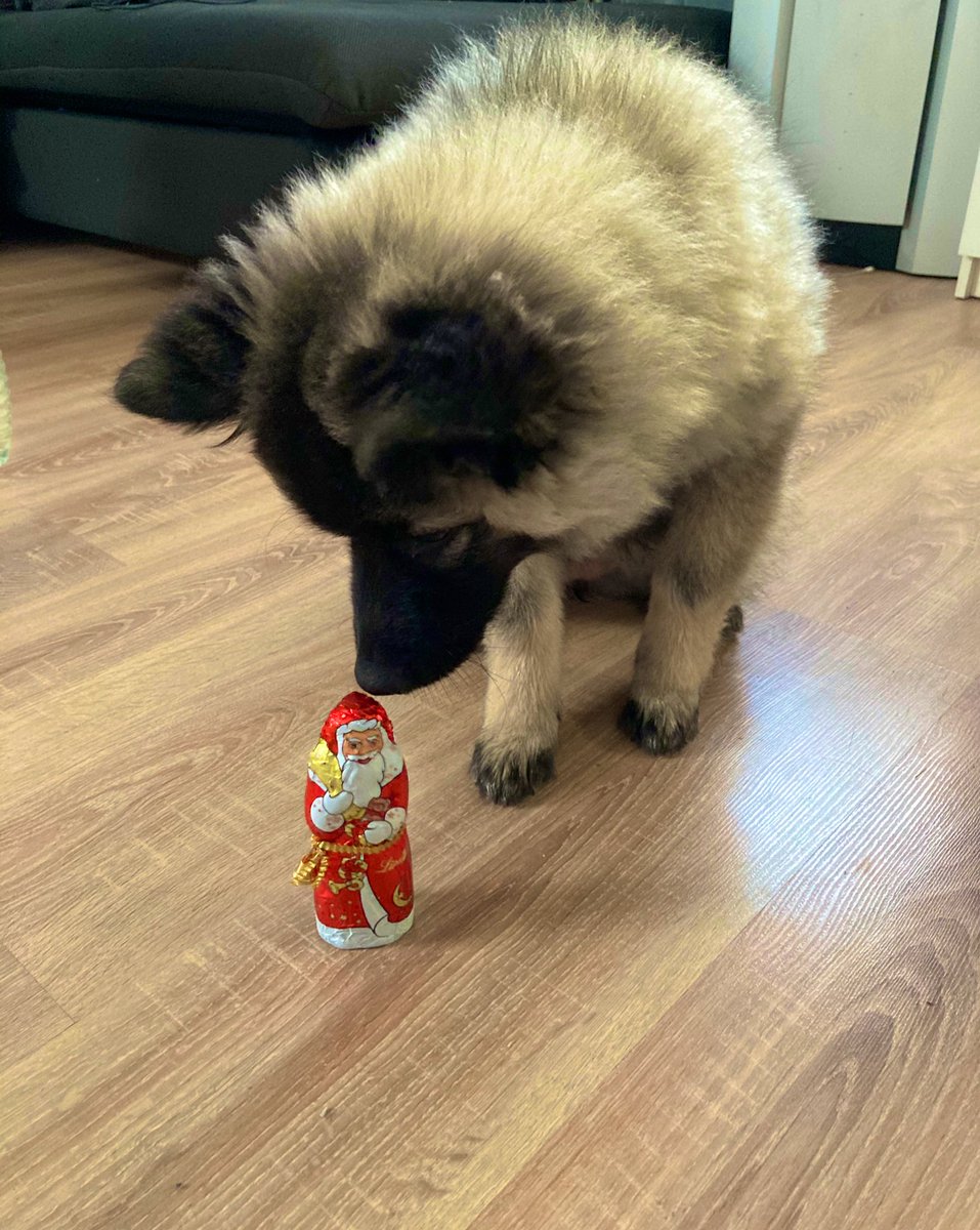 PawSpitzfamily's tweet photo. We wish you a very happy St. Nicholas Day. 🎅🏻🎄 #Nicholasday #Nikolaus #nikolaustag #dog #wolfspitz #christmasvibes #dogsoftwitter #dogslovers #dogsfriends #spitzfamily https://t.co/9vhsrWEgsG
