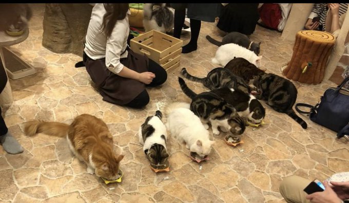 猫カフェに男1人で行くのは変 男性お断りのお店が増えてるって本当 Catハウス