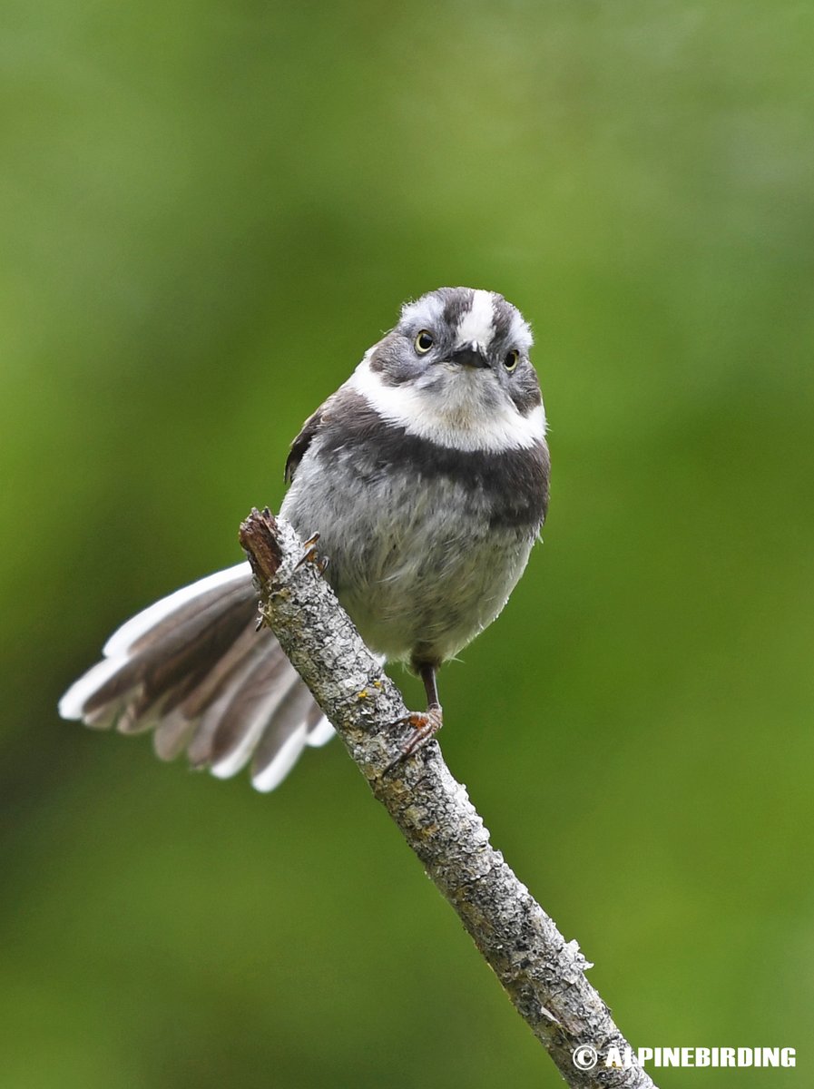 AlpinebirdingT's tweet image. Sooty Bushtit (Aegithalos fuliginosus)
Inquisitive small tit with a chocolate-brown chest and a contrasting white collar. Endemic to China. This photo was taken in Sichuan, China, in June 2018.#birding #BirdsofPray #birdwatching #birdphotography #birds #nature