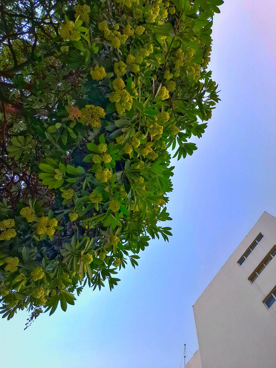 desiTraveler's tweet photo. Some love it, others get a headache from it, love it or hate it but none can ignore the heady intoxicating fragrance of Saptparni or #alstoniascholaris that is lingering in #Gurgaon air. 
 #treesofindia #sstphone https://t.co/LOWi0yPuAK
