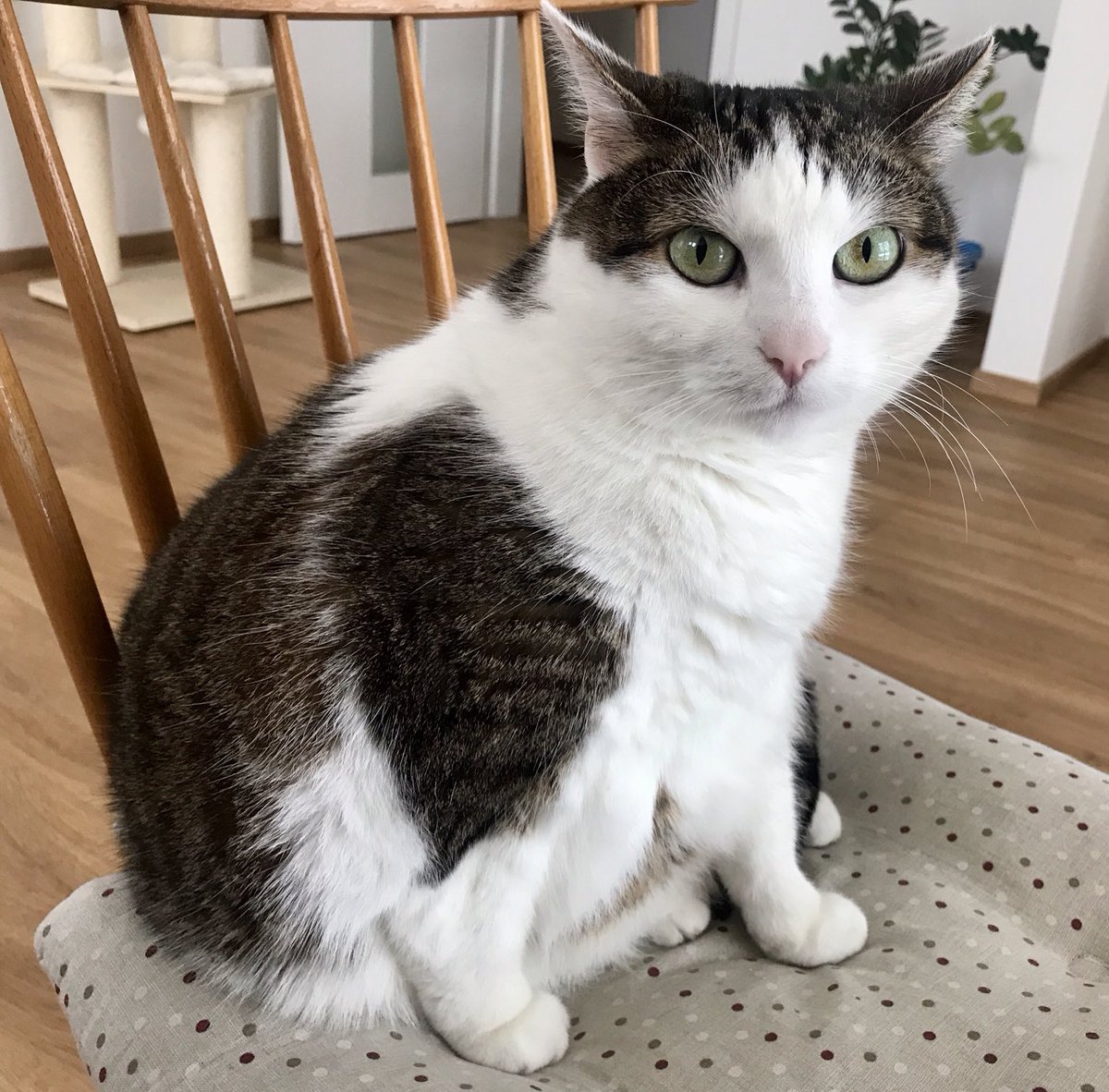 Did u say Monday?! ⁦<a href="/FartyCheddarCat/">Cheddar</a>⁩