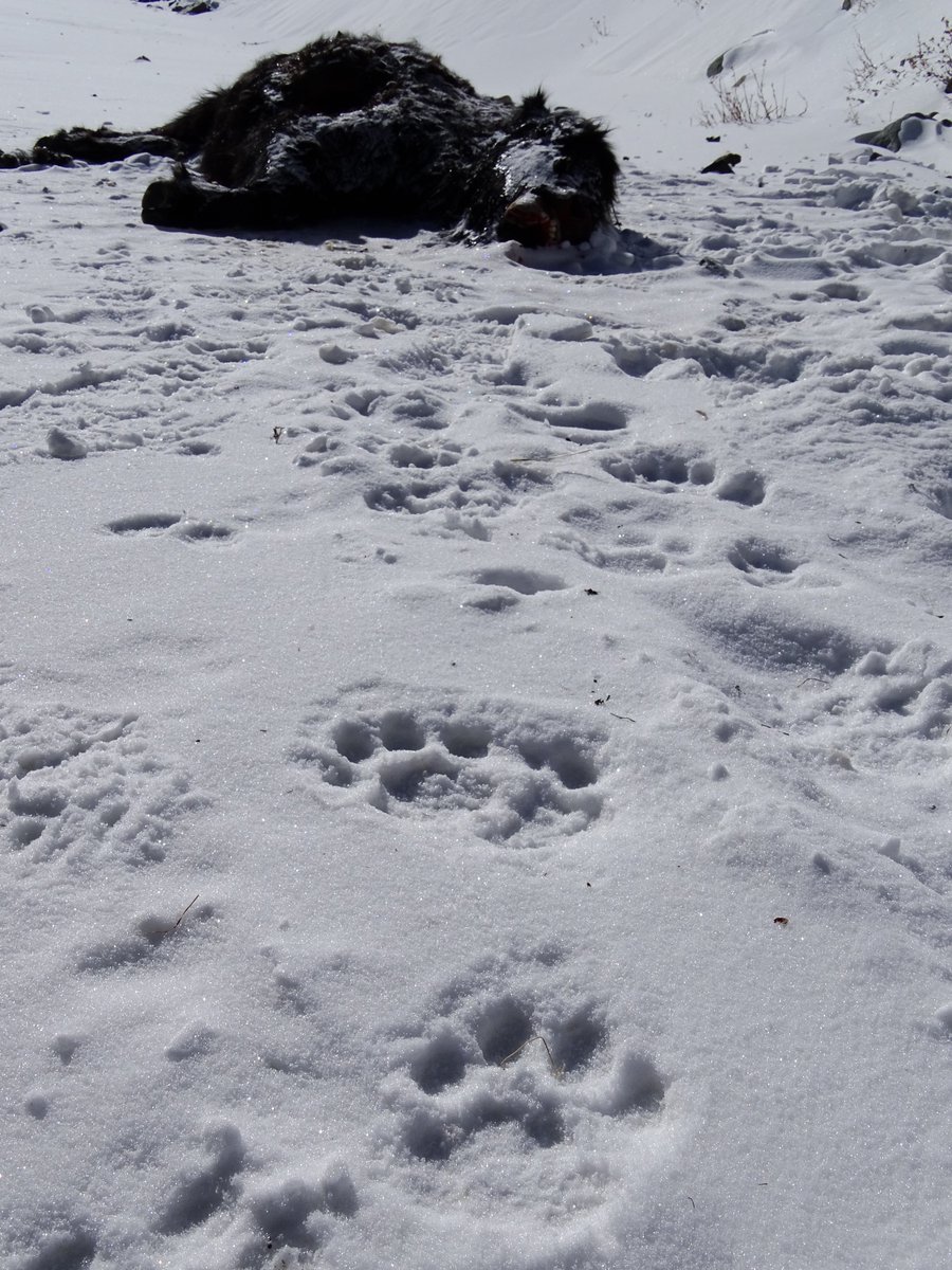 The #EncounterUncia was not the only highlight of the day. Prey remains belonged to adult yak, estimated 200-250kg (~5-times the predator!). It turned out to be one of the largest confirmed snow leopard kills in scientific literature: doi.org/10.1080/039493…