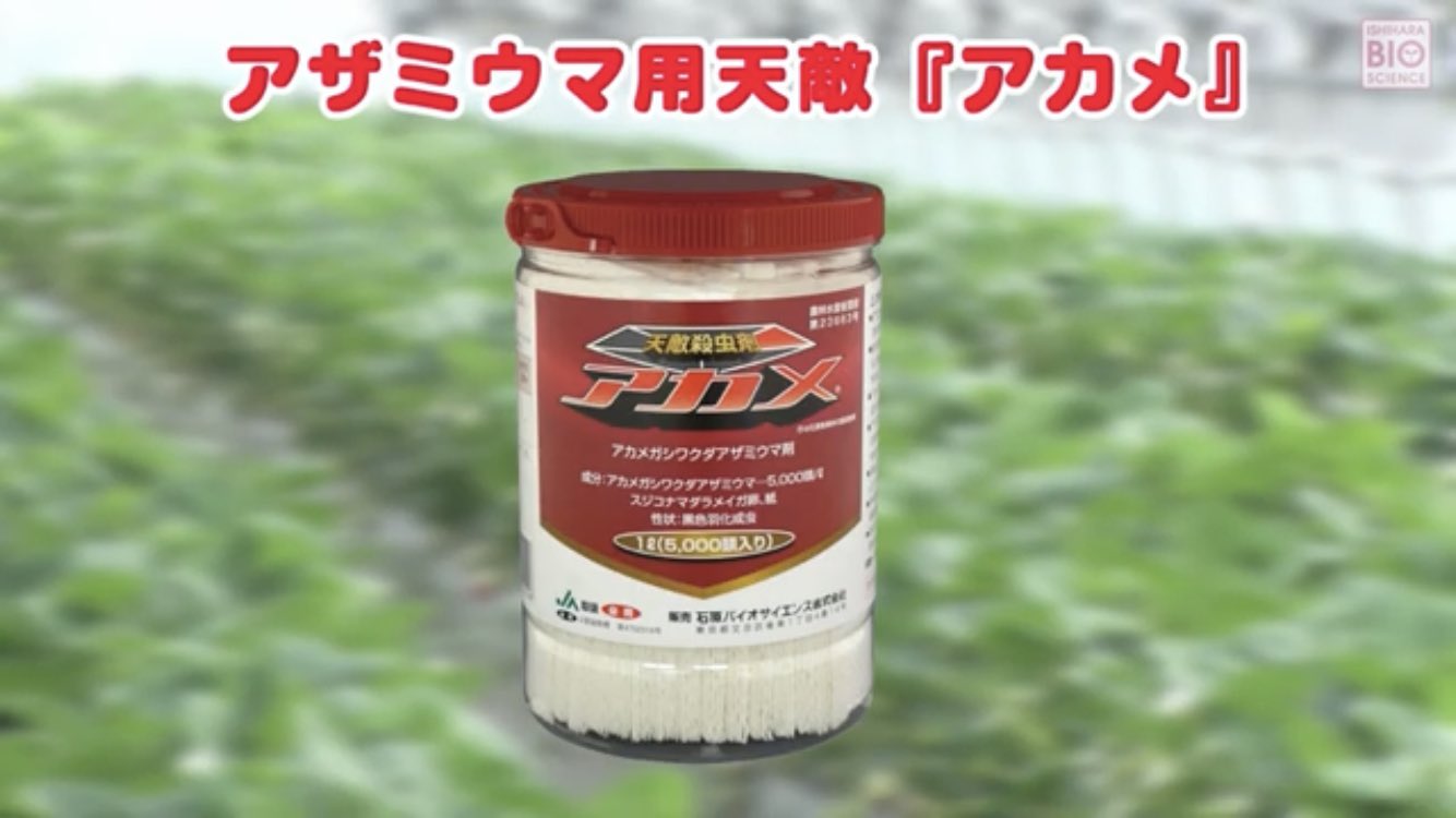 石原バイオサイエンス Youtubeにて アザミウマ用天敵 アカメ の紹介動画を公開しました 先日公開した ミヤコバンカー システムミヤコくん のイチゴでの使用ポイント に加えて アカメを併用することでアザミウマ類とハダニ類の同時防除が期待できます 石原バイオサイエンス Youtubeにて アザミウマ用天敵 アカメ の紹介動画を公開しました 先日公開した ミヤコバンカー システムミヤコくん のイチゴでの使用ポイント に加えて アカメを併用することでアザミウマ類とハダニ類の同時防除が期待できます