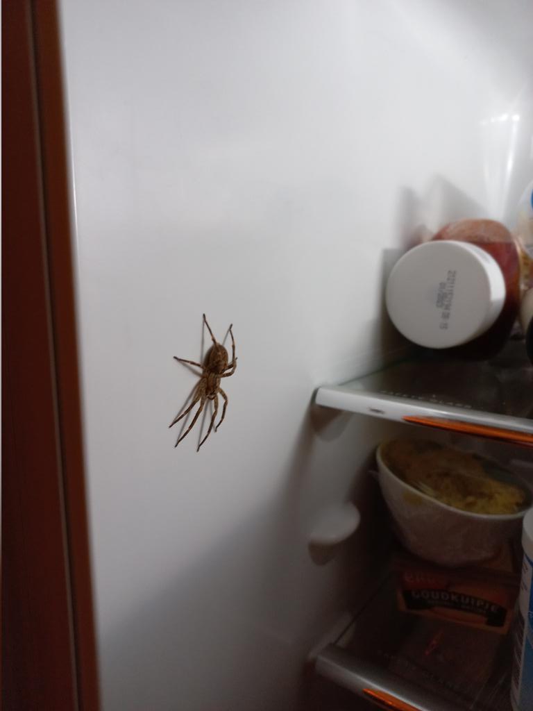 YvettevandenBe4's tweet image. De horror! 😳😵
En dan als moeder de held uit moeten hangen om hem weg te halen....brrrr....de rillingen lopen nog over mijn rug.
Ik weet 't, het slaat nergens op, maar ik vind ze zooo verschrikkelijk 🥴

#walging #hijkanerooknietsaandoen