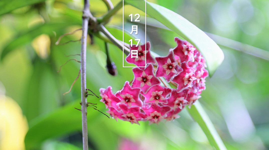 暦生活 こよみせいかつ サクララン 桜蘭 花の日めくり 花言葉 共感を得る 名前の由来は 葉がランに似ていて 花が桜のようなピンク色をしていることから 花期は6 10月で 別名は ホヤ です 暦生活webサイト T Co Tqmy0mpmgy 日本の