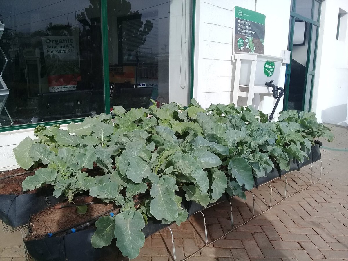 amiran_kenya's tweet image. #PLOT10
Start small and grow big with Amiran K Ltd #PLOT10 
♦️A tank (100L)
♦️Drip irrigation with all accessories
♦️Mapal troughs 203020 5mX3m
♦️Handsprayer 1.5L
♦️Seeds (Kale and Spinach)
♦️Agrochemicals
☎ 0800720720