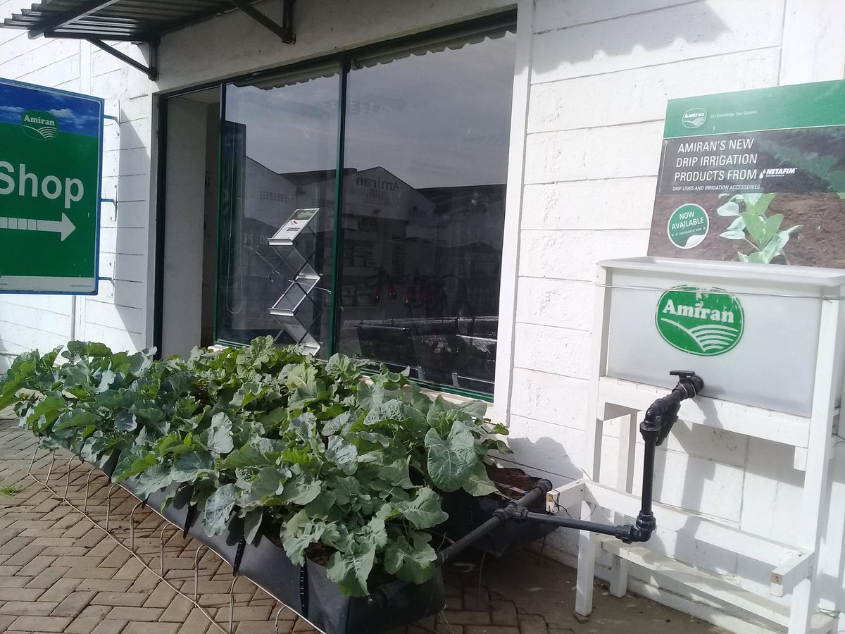 amiran_kenya's tweet image. #PLOT10
Start small and grow big with Amiran K Ltd #PLOT10 
♦️A tank (100L)
♦️Drip irrigation with all accessories
♦️Mapal troughs 203020 5mX3m
♦️Handsprayer 1.5L
♦️Seeds (Kale and Spinach)
♦️Agrochemicals
☎ 0800720720