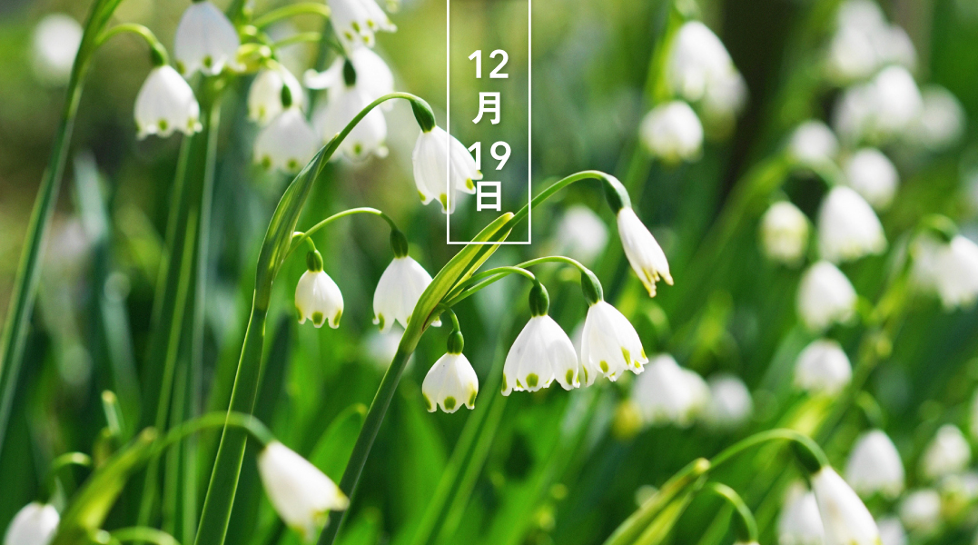 暦生活 こよみせいかつ 10周年 Twitterren スノーフレーク 花の日めくり 花言葉 純真 春先に ふちに緑の斑点が入った白い花をつけます 別名の 鈴蘭水仙 は 釣鐘状の花がスズランに 細長い葉がスイセンに似ていることから 暦生活webサイト T