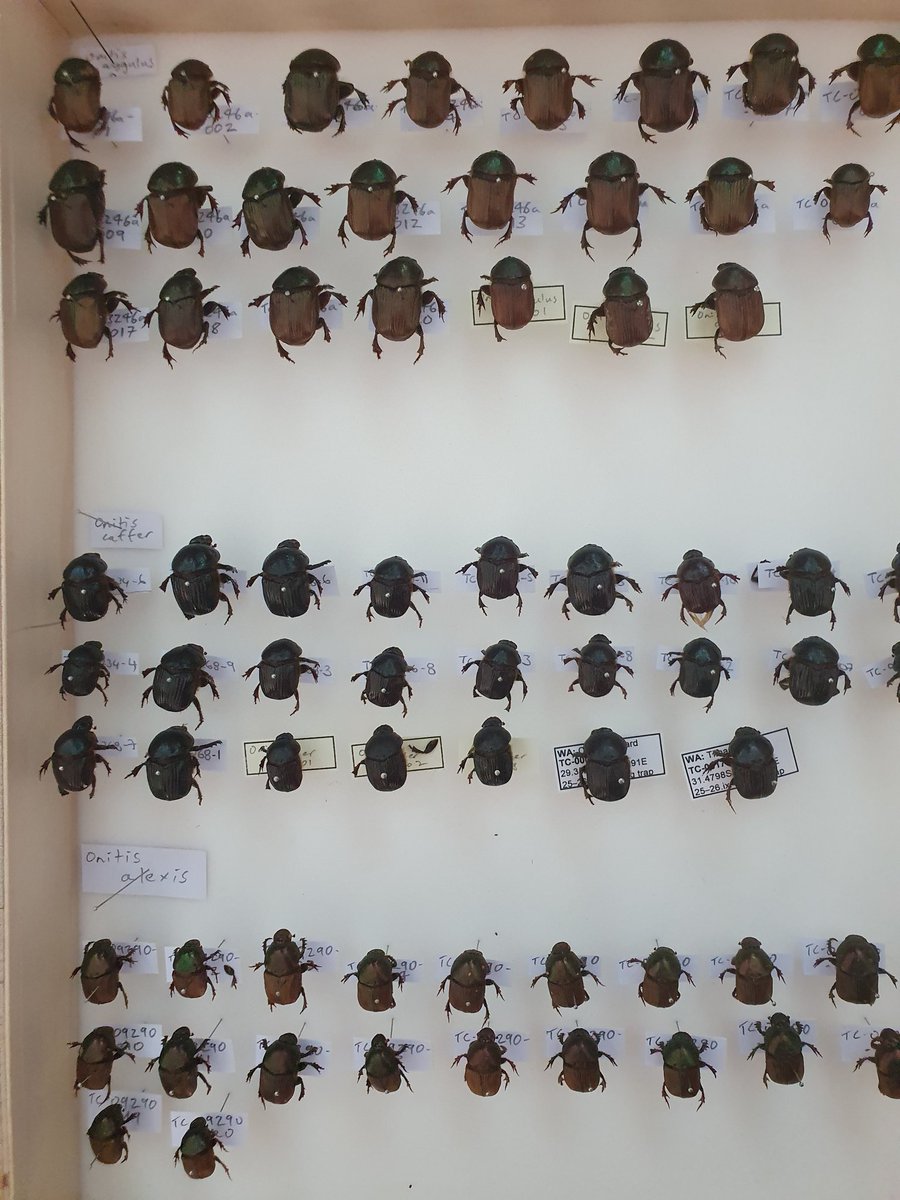 3 UWA projects with #dungbeetles on the go. If you are in WA and keen to chat with Jake Bersons team <a href="/DungEngineers/">Dung Beetle Ecosystem Engineers</a> or contact your local RALF @AusLandcare #NLP
