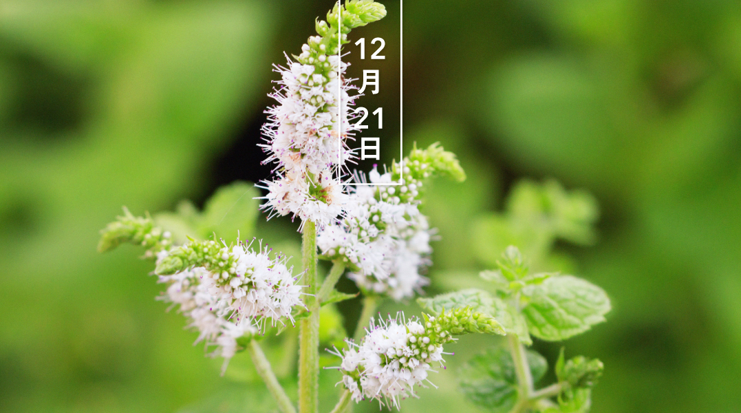 Twitter 上的 暦生活 こよみせいかつ ペパーミント 花の日めくり 花言葉 人徳 メントールを多く含み 古代から葉を薬や香料として利用してきました 7 9月 紫や白の花をつけます 和名はセイヨウハッカです 暦生活webサイト T Co Tqmy0mpmgy 日本