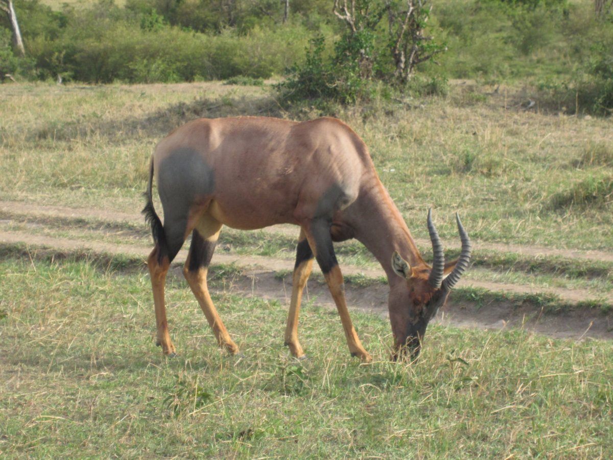 BigTimeSafaris's tweet photo. https://t.co/SLQ12213fR https://t.co/0CnFQWE1wt