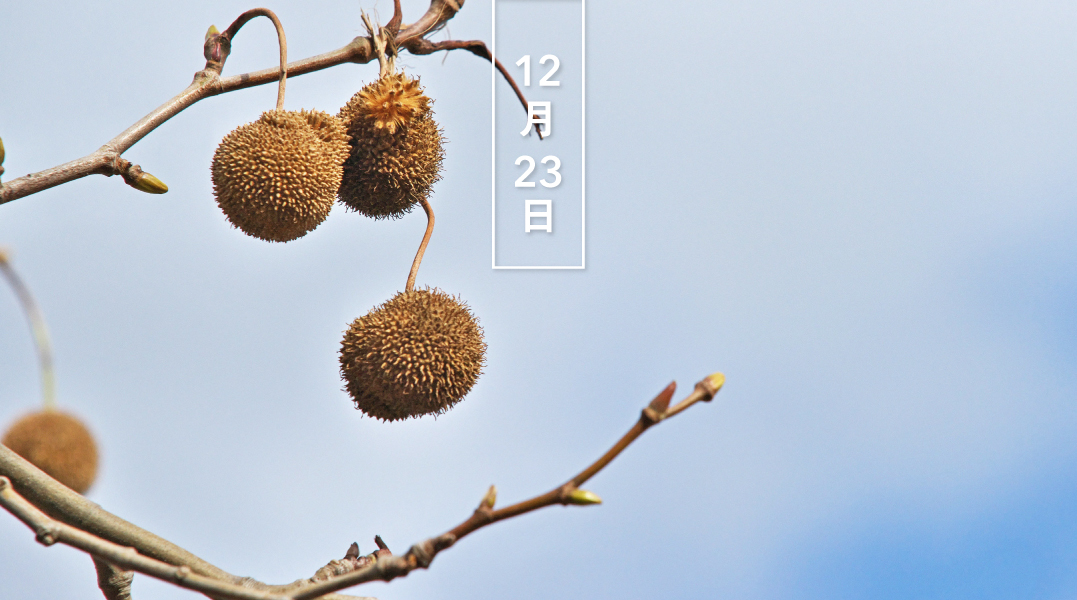 暦生活 こよみせいかつ プラタナス 花の日めくり 花言葉 天才 古代アテネではプラタナスの並木の下で プラトンらの哲学者たちが議論を交わしたのだとか 日本には明治時代に渡来しました 和名はスズカケノキ 鈴掛の木 暦生活webサイト